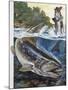 Brown Trout (Salmo Trutta), Salmonidae-null-Mounted Giclee Print