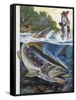 Brown Trout (Salmo Trutta), Salmonidae-null-Framed Stretched Canvas