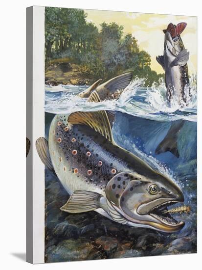 Brown Trout (Salmo Trutta), Salmonidae-null-Stretched Canvas