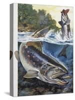 Brown Trout (Salmo Trutta), Salmonidae-null-Stretched Canvas