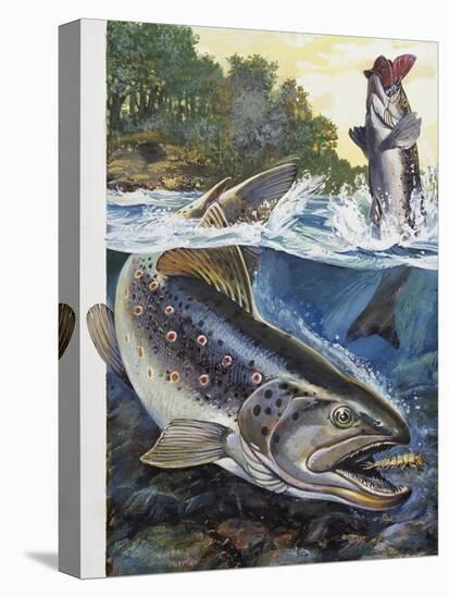 Brown Trout (Salmo Trutta), Salmonidae-null-Stretched Canvas