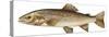 Brown Trout (Salmo Trutta)-null-Stretched Canvas