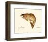 Brown Trout-Teri Renee Blehm-Framed Art Print