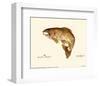 Brown Trout-Teri Renee Blehm-Framed Art Print