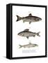 Brown Trout-null-Framed Stretched Canvas