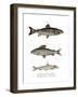 Brown Trout-null-Framed Giclee Print