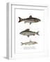 Brown Trout-null-Framed Giclee Print