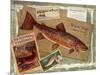 Brown Trout-Kate Ward Thacker-Mounted Giclee Print