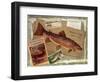 Brown Trout-Kate Ward Thacker-Framed Giclee Print