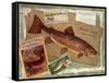 Brown Trout-Kate Ward Thacker-Framed Stretched Canvas