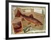 Brown Trout-Kate Ward Thacker-Framed Giclee Print