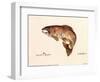 Brown Trout-unknown Blehm-Framed Art Print