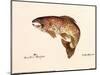 Brown Trout-unknown Blehm-Mounted Art Print