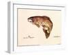 Brown Trout-unknown Blehm-Framed Art Print