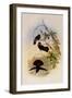 Brown Violet-Ear, Petasophora Delphin?-John Gould-Framed Giclee Print