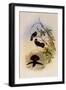 Brown Violet-Ear, Petasophora Delphin?-John Gould-Framed Giclee Print