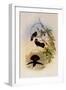 Brown Violet-Ear, Petasophora Delphin?-John Gould-Framed Giclee Print