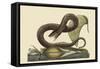 Brown Viper-Mark Catesby-Framed Stretched Canvas