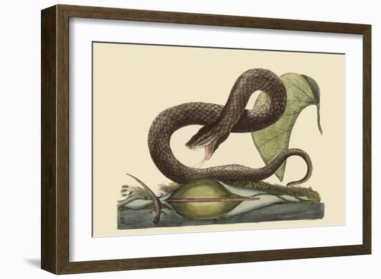 Brown Viper-Mark Catesby-Framed Art Print