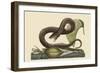 Brown Viper-Mark Catesby-Framed Art Print