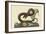 Brown Viper-Mark Catesby-Framed Art Print