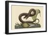 Brown Viper-Mark Catesby-Framed Art Print