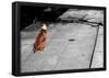 Brown & White Dog on Black & White Street-null-Framed Poster