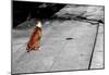 Brown & White Dog on Black & White Street-null-Mounted Poster