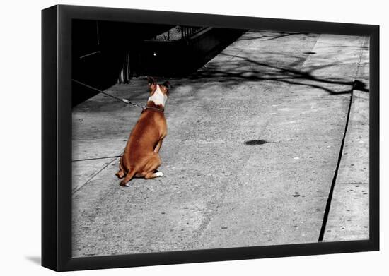 Brown & White Dog on Black & White Street-null-Framed Poster