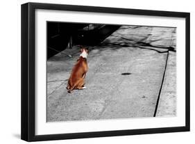 Brown & White Dog on Black & White Street-null-Framed Photo