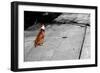 Brown & White Dog on Black & White Street-null-Framed Photo