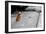 Brown & White Dog on Black & White Street-null-Framed Photo