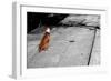 Brown & White Dog on Black & White Street-null-Framed Photo