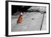 Brown & White Dog on Black & White Street-null-Framed Photo