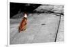 Brown & White Dog on Black & White Street-null-Framed Photo