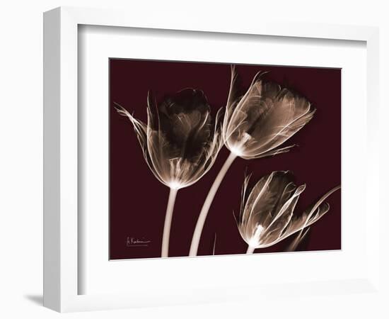 Brown Xray 1-Albert Koetsier-Framed Art Print