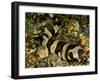 Brownbanded bamboo shark juvenile on sea floor, Indonesia-David Hall-Framed Photographic Print