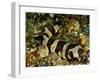 Brownbanded bamboo shark juvenile on sea floor, Indonesia-David Hall-Framed Photographic Print