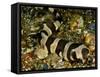 Brownbanded bamboo shark juvenile on sea floor, Indonesia-David Hall-Framed Stretched Canvas