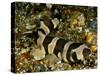 Brownbanded bamboo shark juvenile on sea floor, Indonesia-David Hall-Stretched Canvas