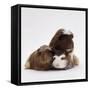 Brownhead Sow Guinea Pig with Two Four-Week Babies, UK-Jane Burton-Framed Stretched Canvas