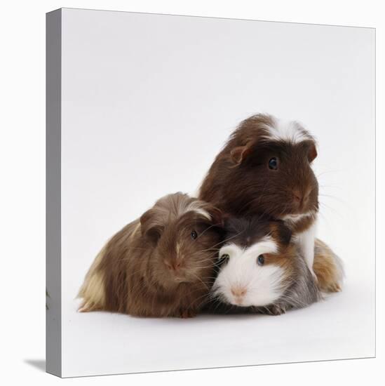 Brownhead Sow Guinea Pig with Two Four-Week Babies, UK-Jane Burton-Stretched Canvas