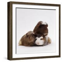 Brownhead Sow Guinea Pig with Two Four-Week Babies, UK-Jane Burton-Framed Photographic Print