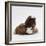 Brownhead Sow Guinea Pig with Two Four-Week Babies, UK-Jane Burton-Framed Photographic Print