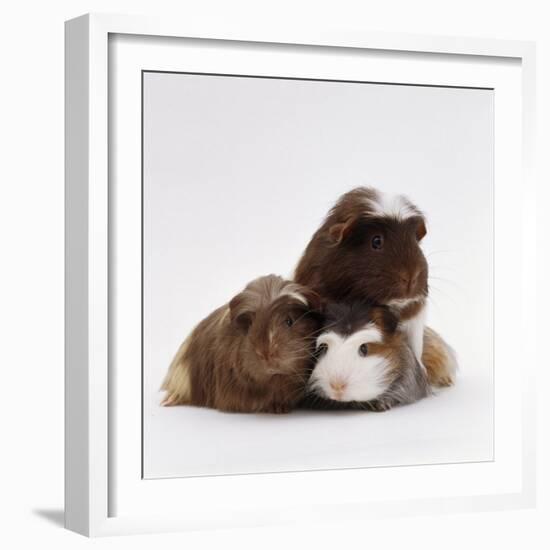 Brownhead Sow Guinea Pig with Two Four-Week Babies, UK-Jane Burton-Framed Photographic Print