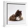 Brownhead Sow Guinea Pig with Two Four-Week Babies, UK-Jane Burton-Framed Photographic Print
