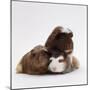 Brownhead Sow Guinea Pig with Two Four-Week Babies, UK-Jane Burton-Mounted Photographic Print