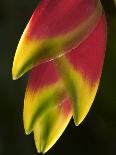 Red Heliconia Flower on West Maui, Hawaii, USA-Bruce Behnke-Photographic Print