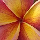 Orange Plumeria at Molokai Plumerias, Molokai, Hawaii, USA-Bruce Behnke-Framed Photographic Print