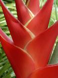 Red Heliconia Flower on West Maui, Hawaii, USA-Bruce Behnke-Photographic Print